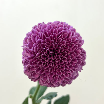 Ping Pong Chrysanthemum - Purple