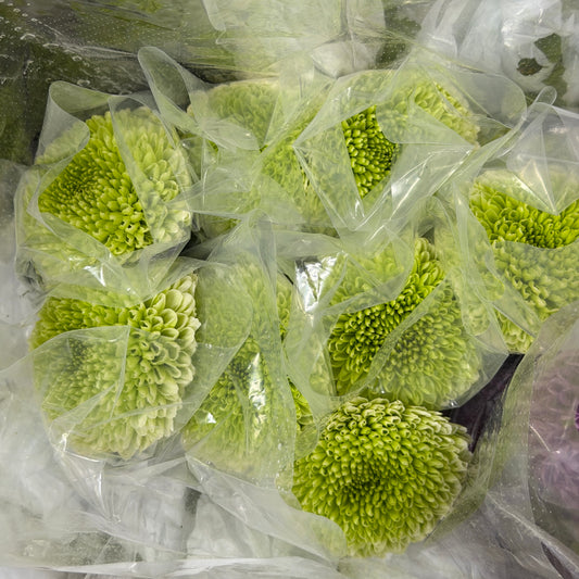 Ping Pong Chrysanthemum - Light Green