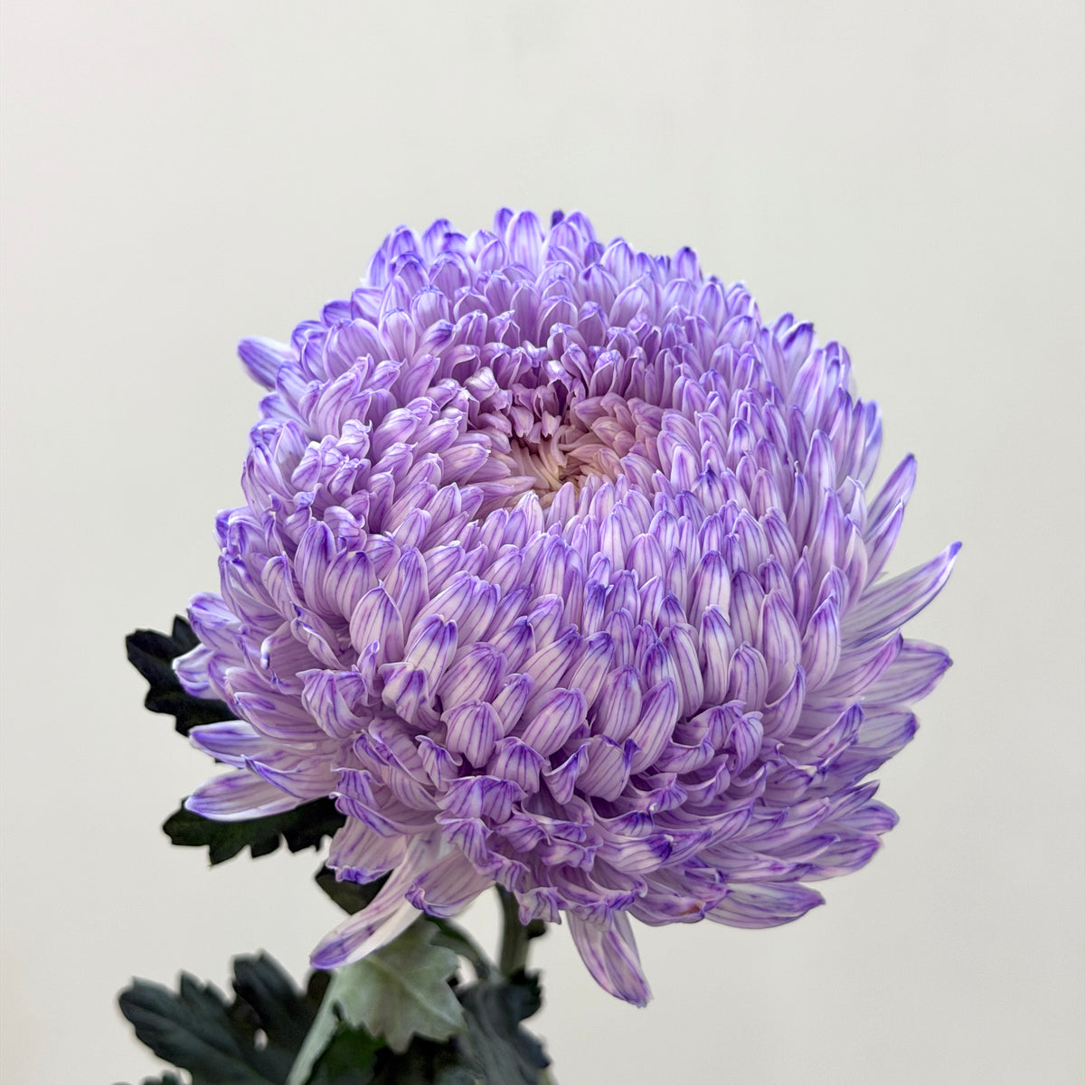 Mum Chrysanthemum Dyed - Purple