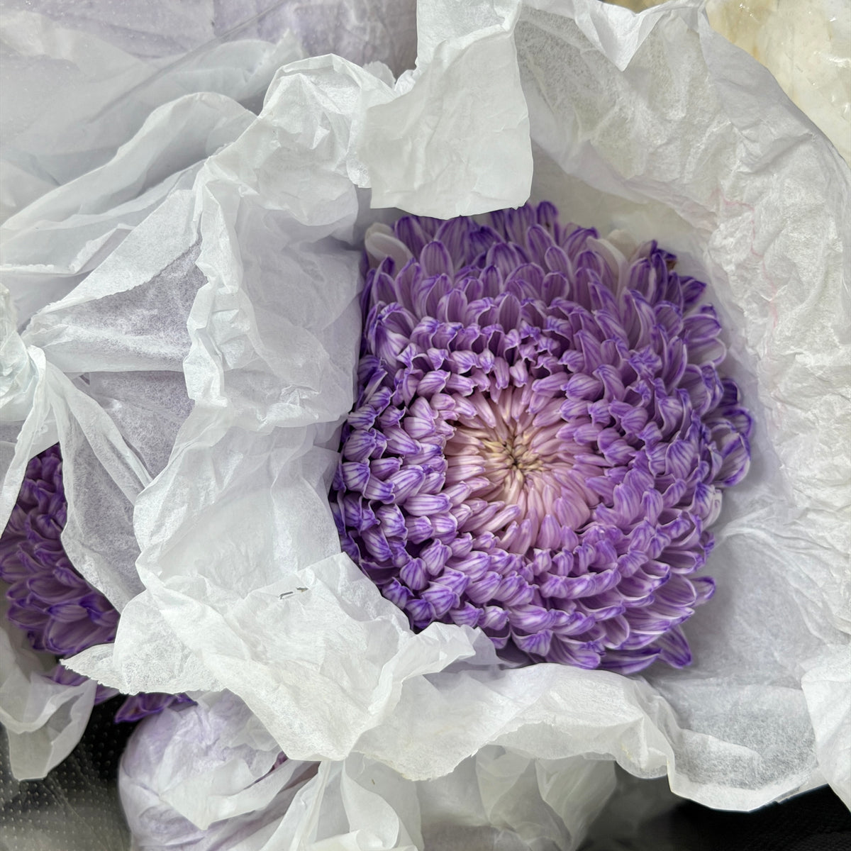 Mum Chrysanthemum Dyed - Purple