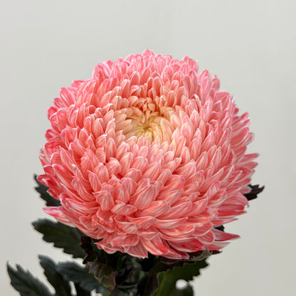 Mum Chrysanthemum Dyed - Red