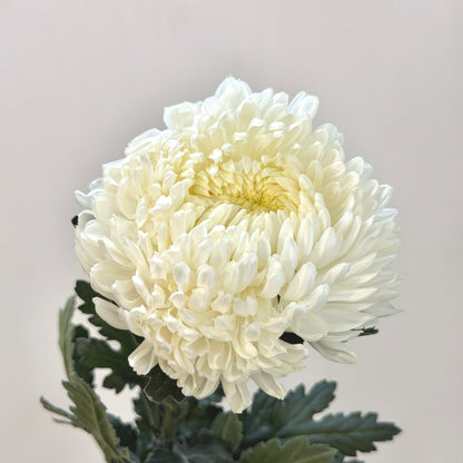 Mum Chrysanthemum - White