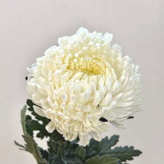 Mum Chrysanthemum - White