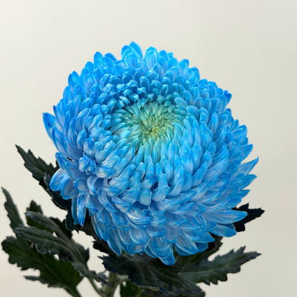 Mum Chrysanthemum Dyed - Blue