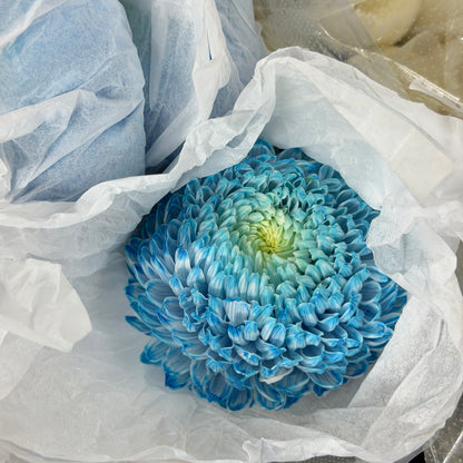 Mum Chrysanthemum Dyed - Blue
