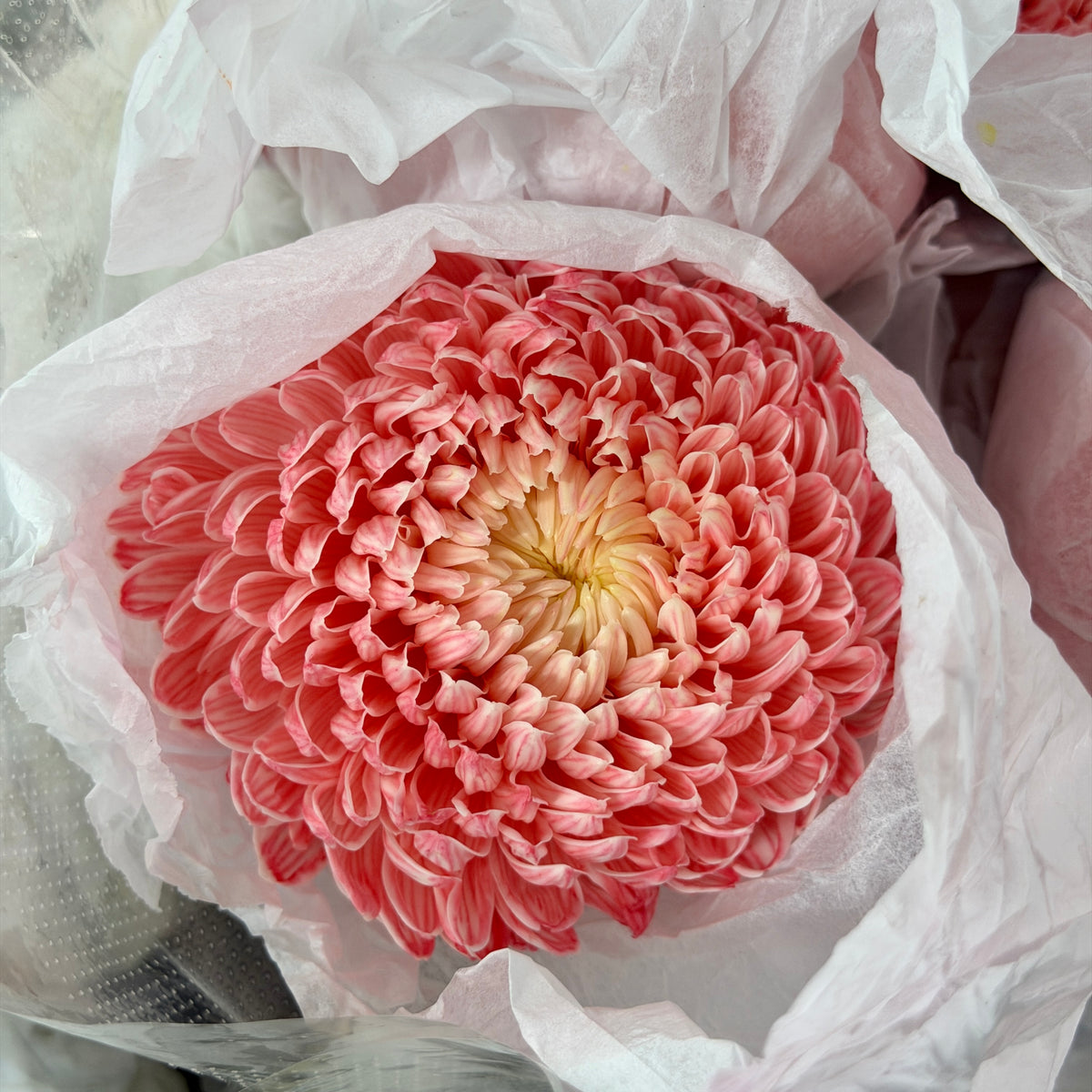 Mum Chrysanthemum Dyed - Red