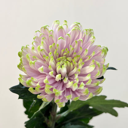Net Mum Chrysanthemum - 2 Tone Light Purple Green