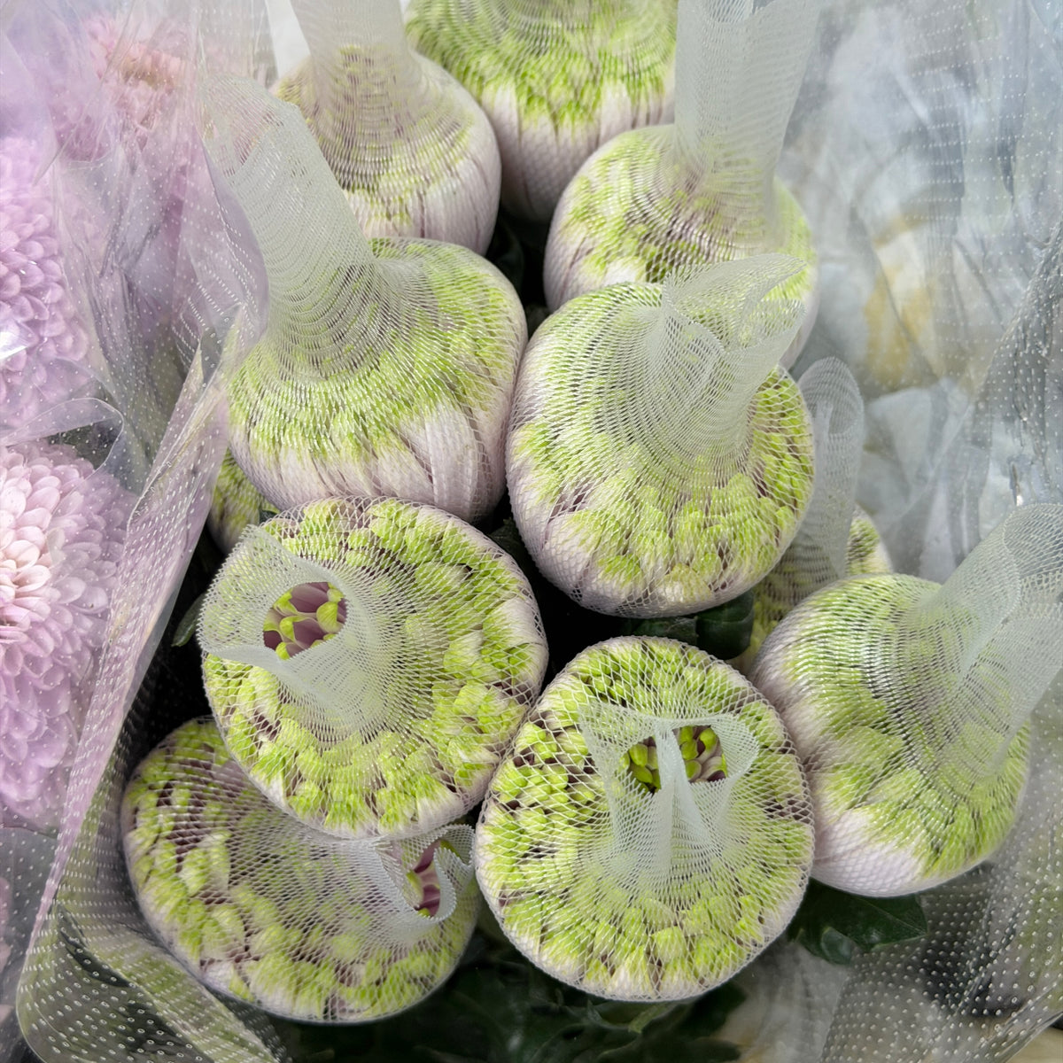 Net Mum Chrysanthemum - 2 Tone Light Purple Green