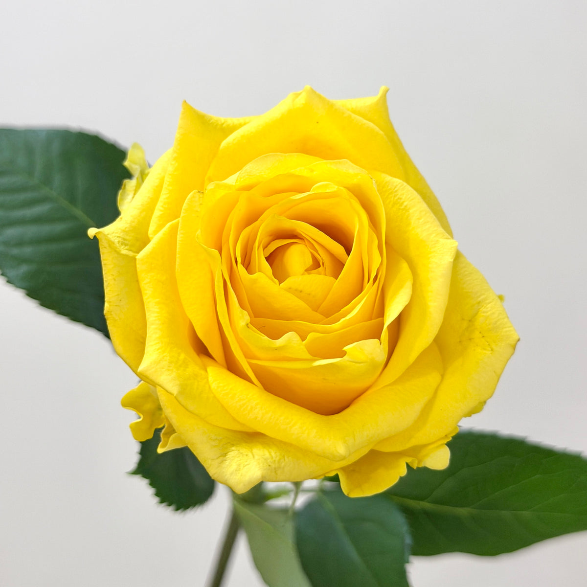 Rose - Yellow 金枝玉叶