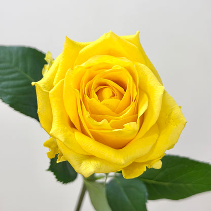 Rose - Yellow 金枝玉叶