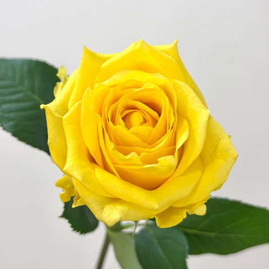 Rose - Yellow 金枝玉叶