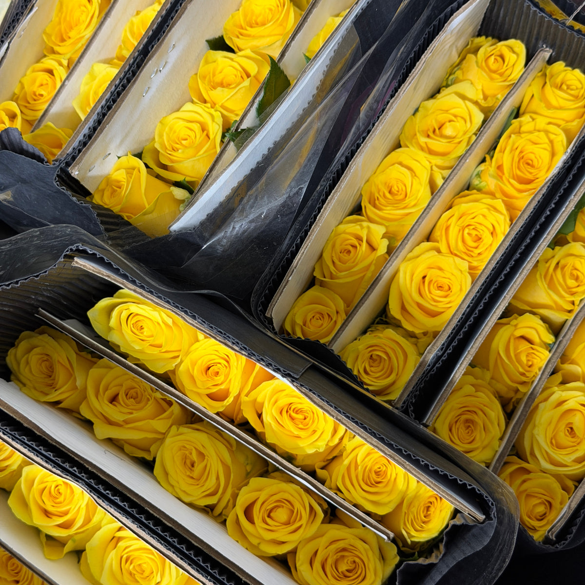Rose - Yellow 金枝玉叶