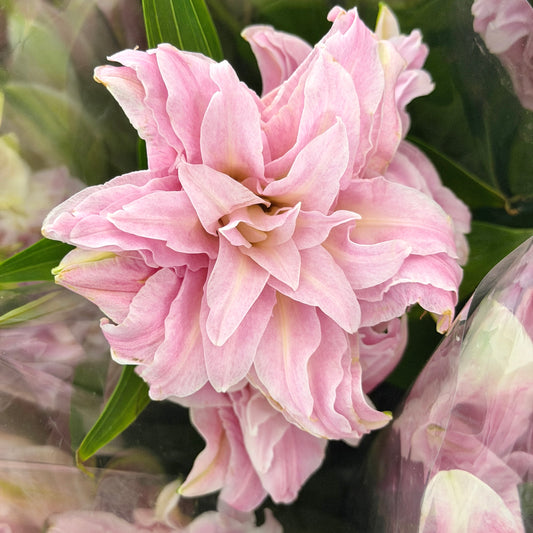 Rose Lily 4+ - Isabella
