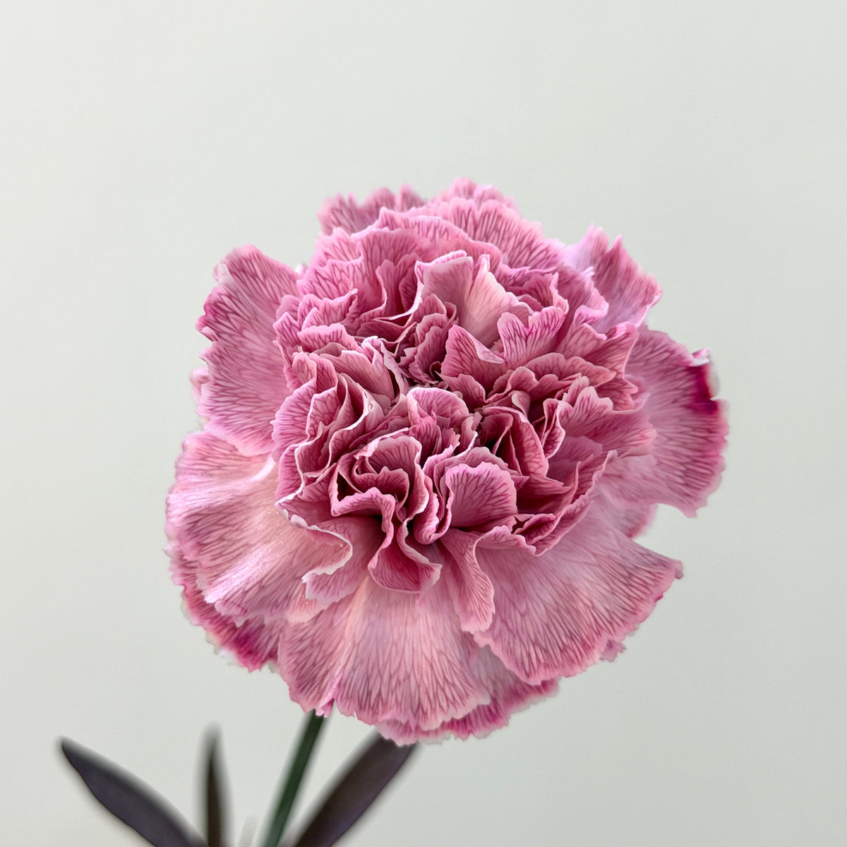 Carnation Dyed - Tian Mi Mi 甜蜜蜜