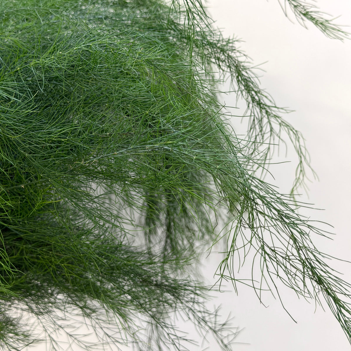 Asparagus Grass (Luxuncao)