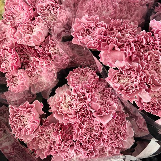 Carnation Dyed - Tian Mi Mi 甜蜜蜜