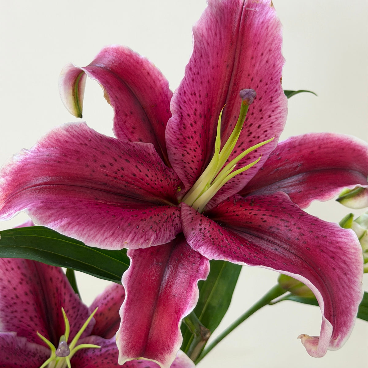 Lily 4+ / 5+ Black Beauty