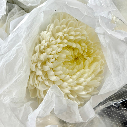 Mum Chrysanthemum - White