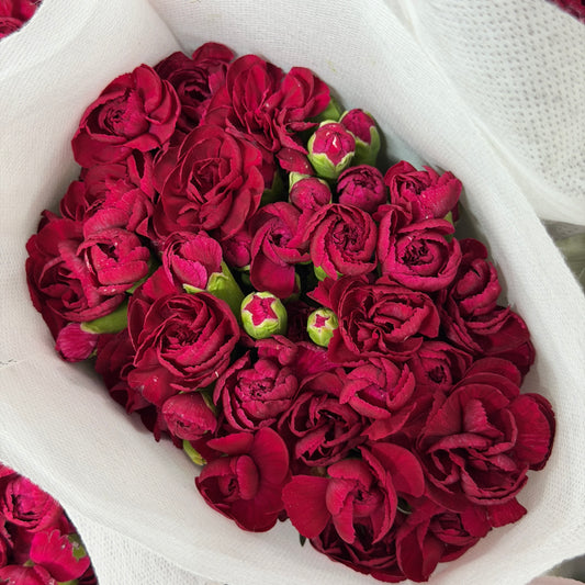Carnation Spray - Maroon 黑珍珠