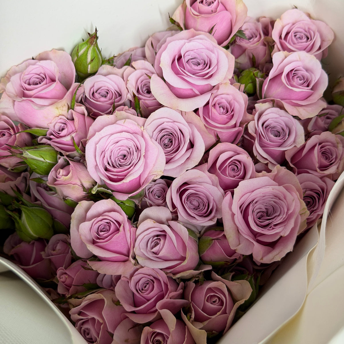 Rose Spray - Leila 莱拉