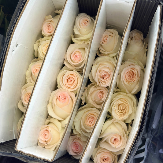 Rose - Rabbit