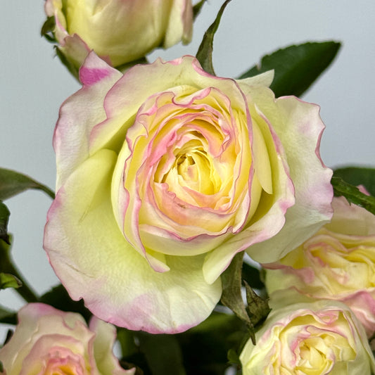 Rose Spray - Yue Yao 月瑶