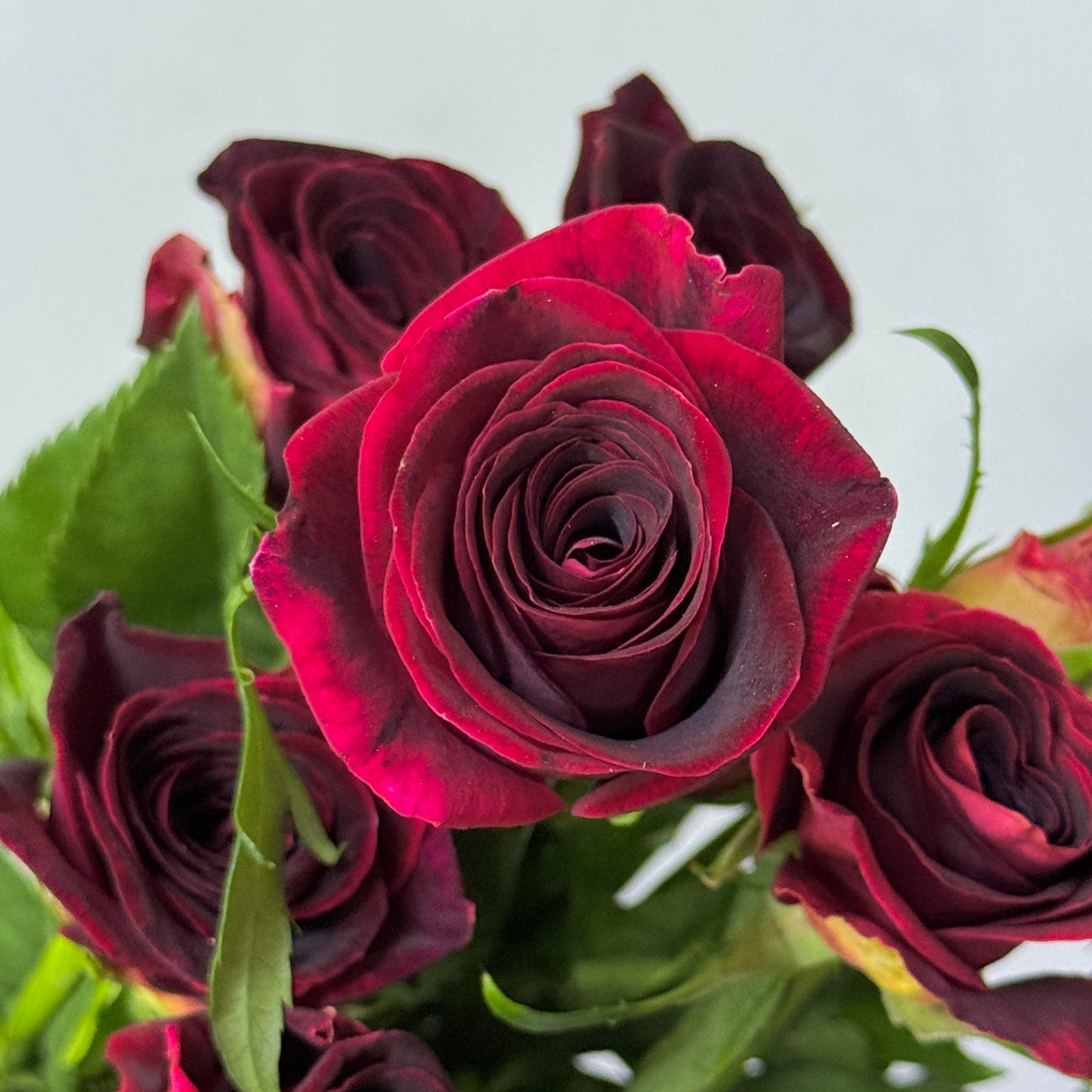 Rose Spray - Pretty 紫罗兰