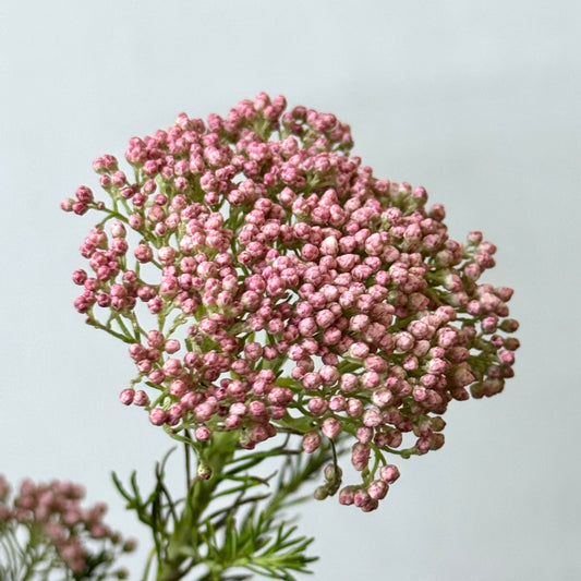 Rice Flower - Pink