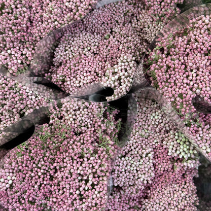 Rice Flower - Pink