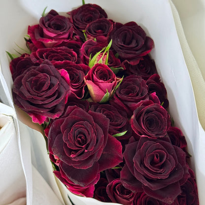 Rose Spray - Pretty 紫罗兰