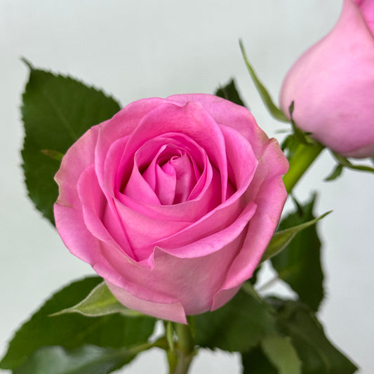 Rose - Rivival 苏醒
