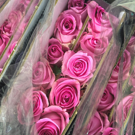 Rose - Rivival 苏醒