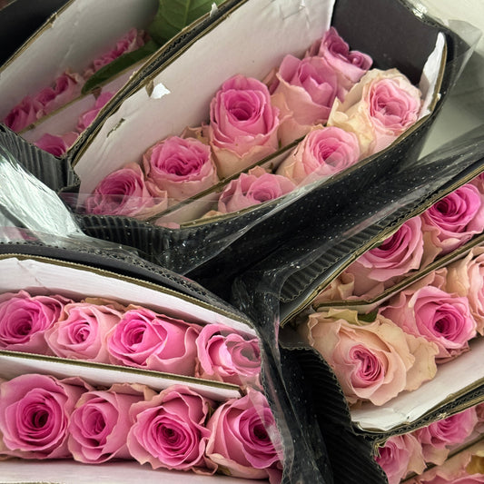 Rose - Roselle 洛神