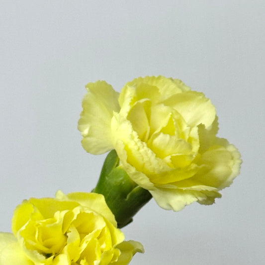 Carnation Spray - Yellow