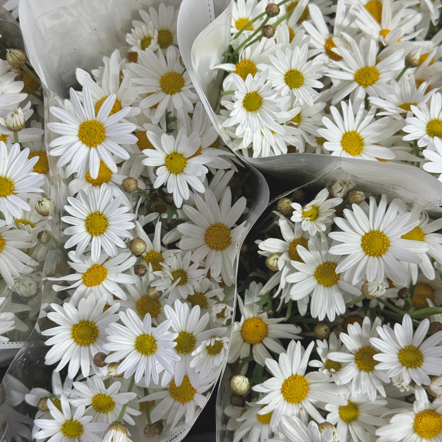 Marguerite - White