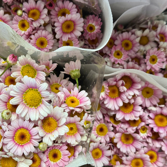 Marguerite - Pink