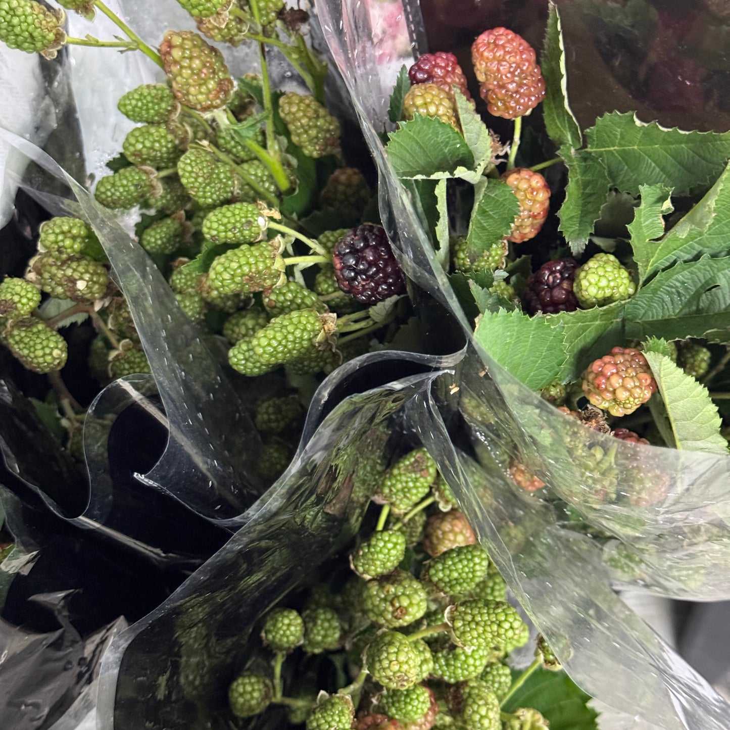 Raspberry 树莓