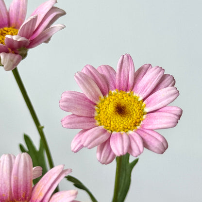 Marguerite - Pink
