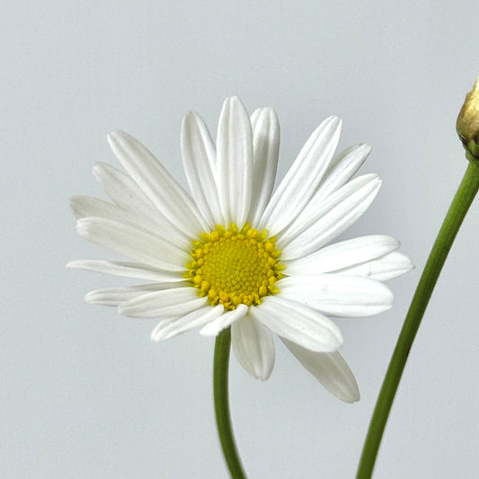 Marguerite - White