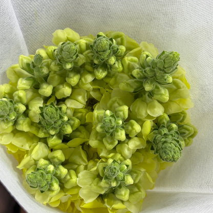 Antirrhinum 金鱼草 - Yellow