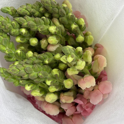 Antirrhinum 金鱼草 - White Pink