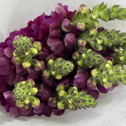 Antirrhinum 金鱼草 - Purple