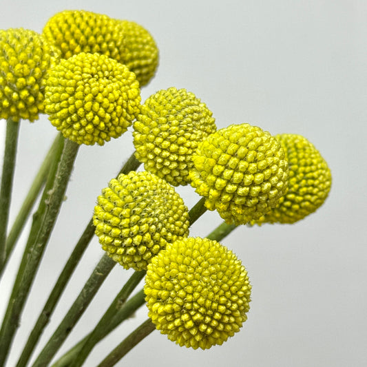 Craspedia 黃金球