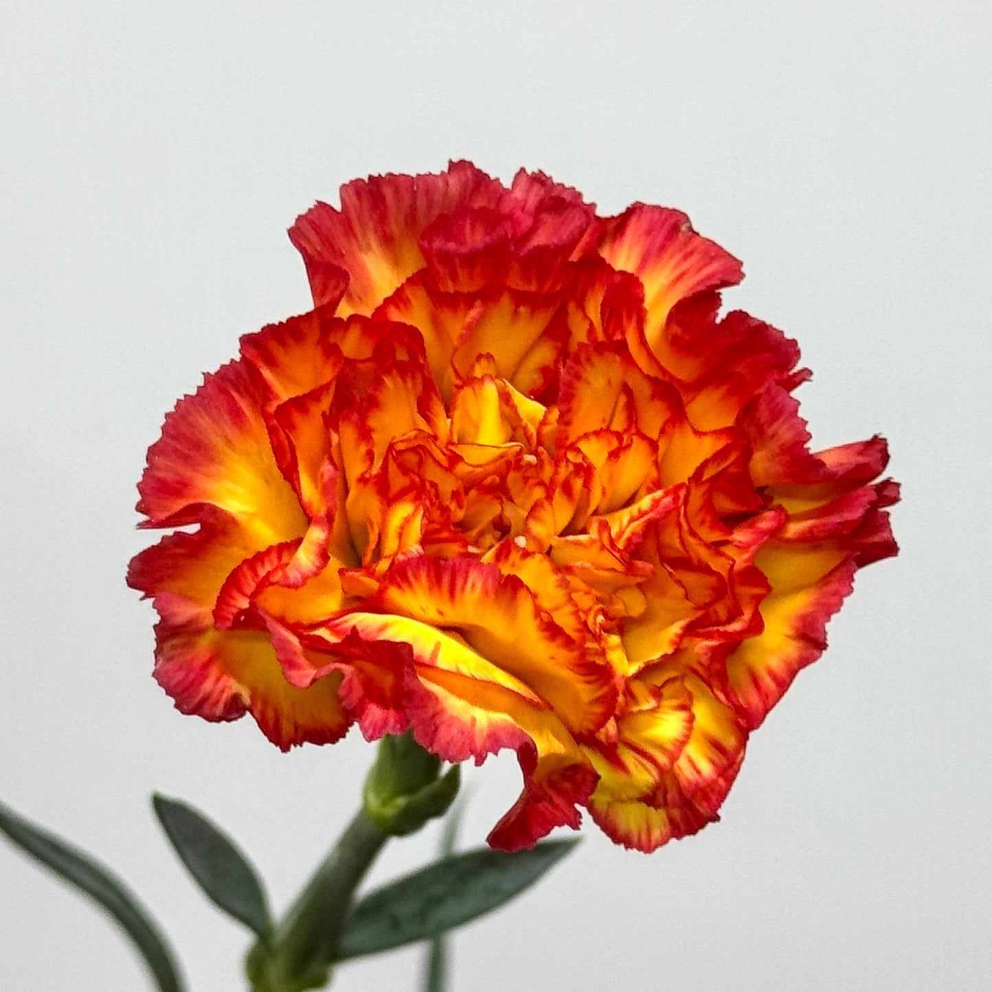 Carnation - Rainbow 彩虹