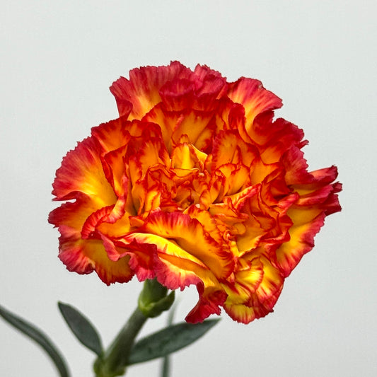 Carnation - Rainbow 彩虹