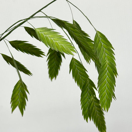 Chasmanthium Grass 小盼草