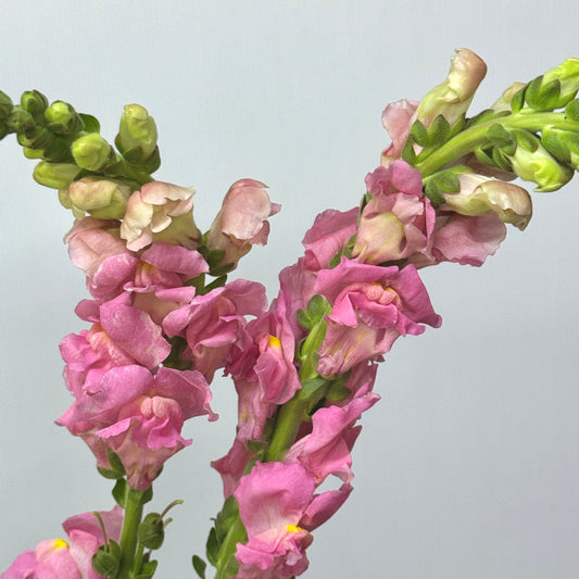 Antirrhinum 金鱼草 - Pink