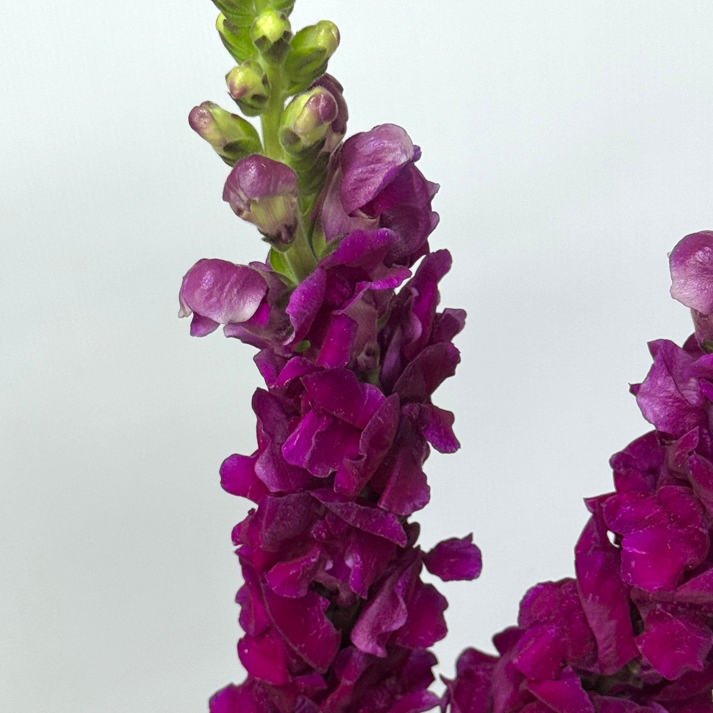 Antirrhinum 金鱼草 - Purple