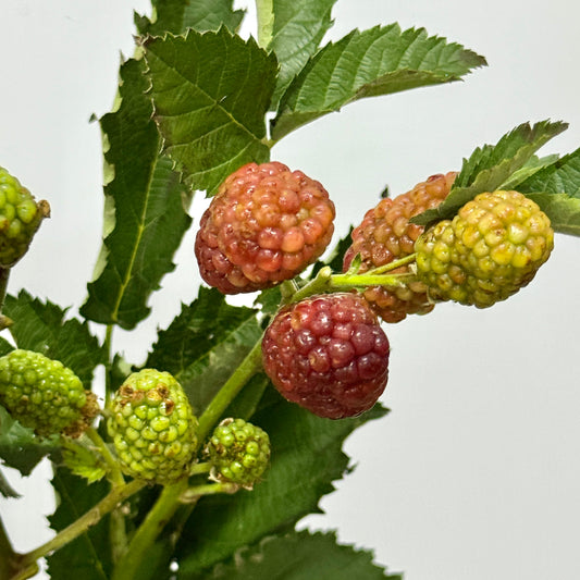 Raspberry 树莓