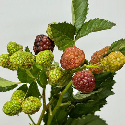 Raspberry 树莓